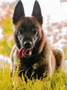 Malinois family dog