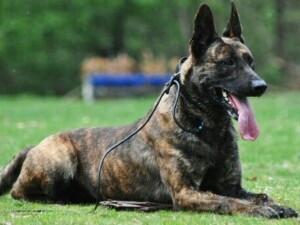Read more about the article Malinois Areas of Excellence